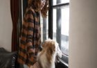 Dog Separation Anxiety Trainer: A Practical Guide
