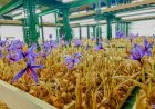 Indoor Saffron Farming Training: A Complete Guide for Beginners