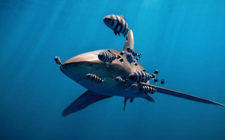 Aruba Submarine Tour Review: Is It Worth the Splurge?