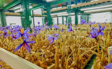 Indoor Saffron Farming Training: A Complete Guide for Beginners