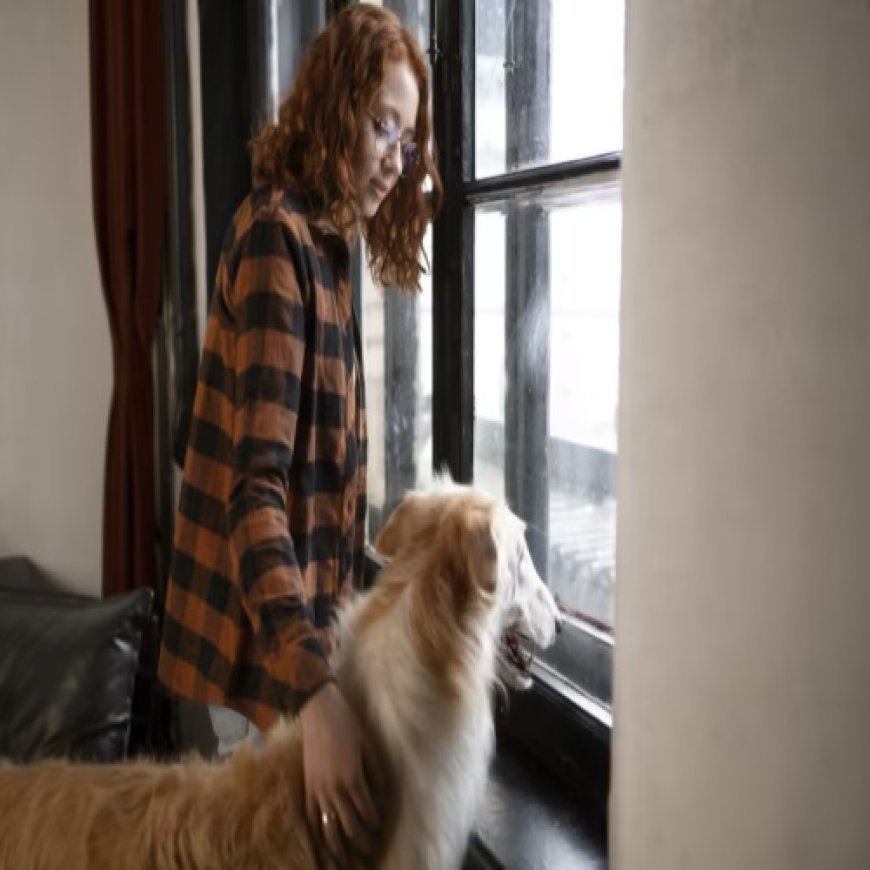 Dog Separation Anxiety Trainer: A Practical Guide