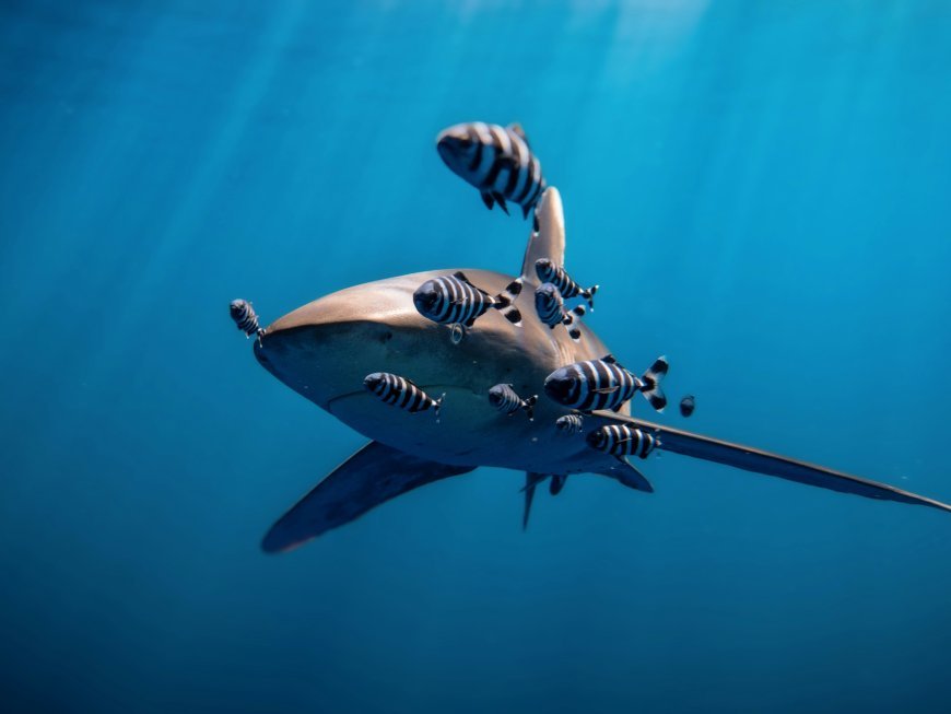 Aruba Submarine Tour Review: Is It Worth the Splurge?