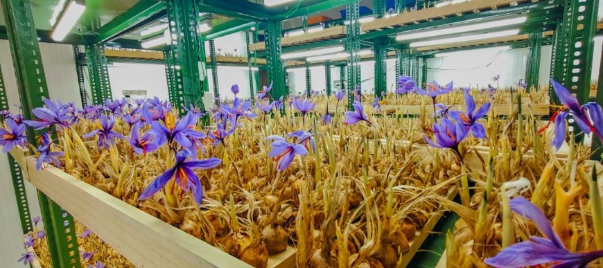 Indoor Saffron Farming Training: A Complete Guide for Beginners