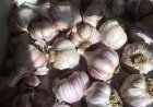 Purple Garlic: Discover Its Flavor, Varieties & Growing Tips