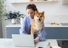 Sliding Dog Gate Questions Every Pet Owner Asks Before Ordering Online