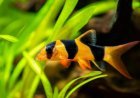 Goldfish for Sale: Choosing the Right Fish for Your Aquarium