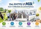 The Journey of Milk from Collection to Consumption
