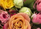 Roses Meaning & Symbolism: What These Flowers Represent