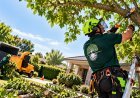What to Know Before Arranging Tree Lopping in Sutherland