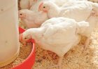Mangeoires pour poules en Côte d’Ivoire : comment choisir le bon équipement ?