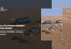 How a Platinum Desert Safari Dubai Combines Wildlife, Culture, and Luxury?