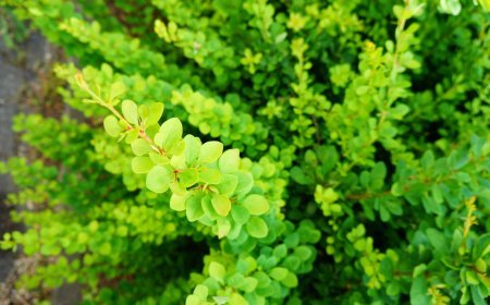 What is Bacopa monnieri tea and why is it trending in the Philippines?
