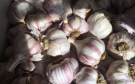 Purple Garlic: Discover Its Flavor, Varieties & Growing Tips