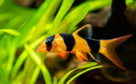 Goldfish for Sale: Choosing the Right Fish for Your Aquarium