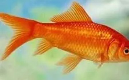 Goldfish for Sale: Choosing the Right Fish for Your Aquarium
