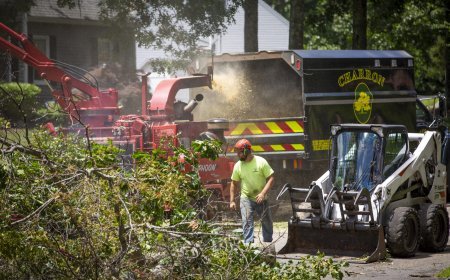 Professional Tree Removal and Debris Cleanup in Bellingham