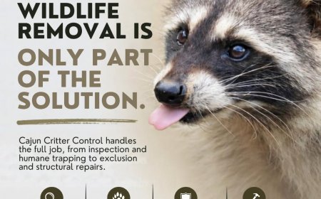 Humane Animal Removal in Baton Rouge: A Safer Home