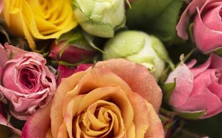 Roses Meaning & Symbolism: What These Flowers Represent