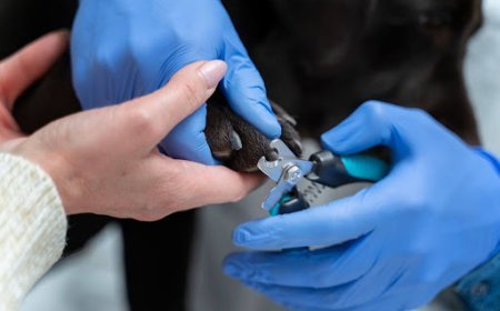 When and Why a Skin Stapler Is Used in Surgery