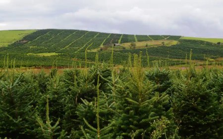 Wholesale Natural Christmas Trees in UK: Varieties, Quality and Delivery