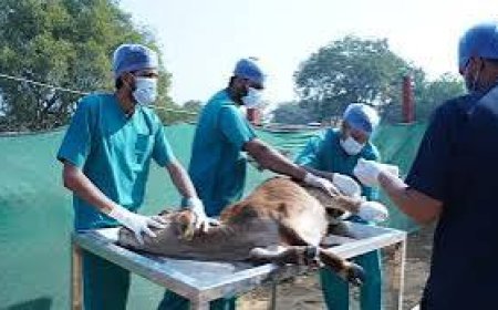 Gokuldham Mahatirth Cow Donation for Food, Shelter & Care