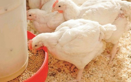 Mangeoires pour poules en Côte d’Ivoire : comment choisir le bon équipement ?