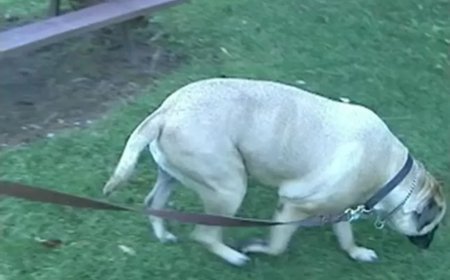 Advice on Collecting a Urine Sample From a Female Dog