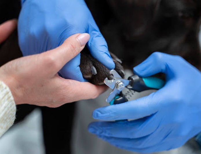 When and Why a Skin Stapler Is Used in Surgery