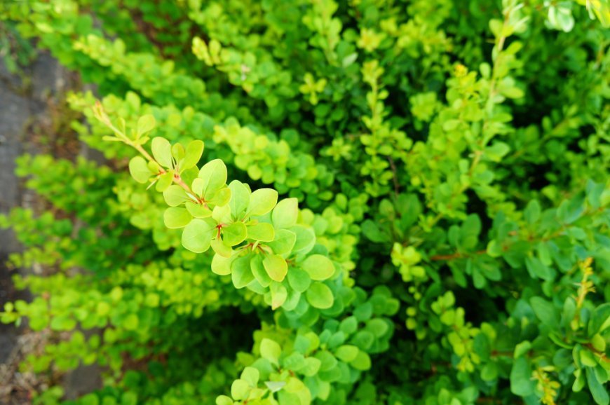 What is Bacopa monnieri tea and why is it trending in the Philippines?