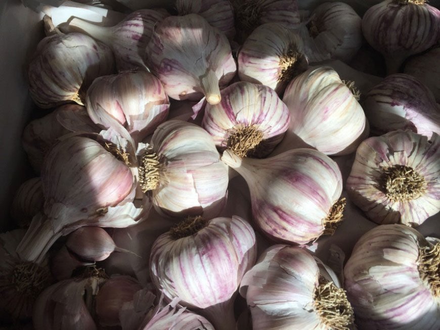 Purple Garlic: Discover Its Flavor, Varieties & Growing Tips