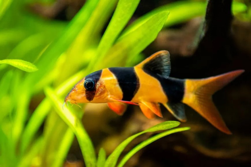 Goldfish for Sale: Choosing the Right Fish for Your Aquarium