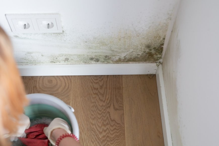 How Landlords Can Protect Rental Properties From Mold Damage