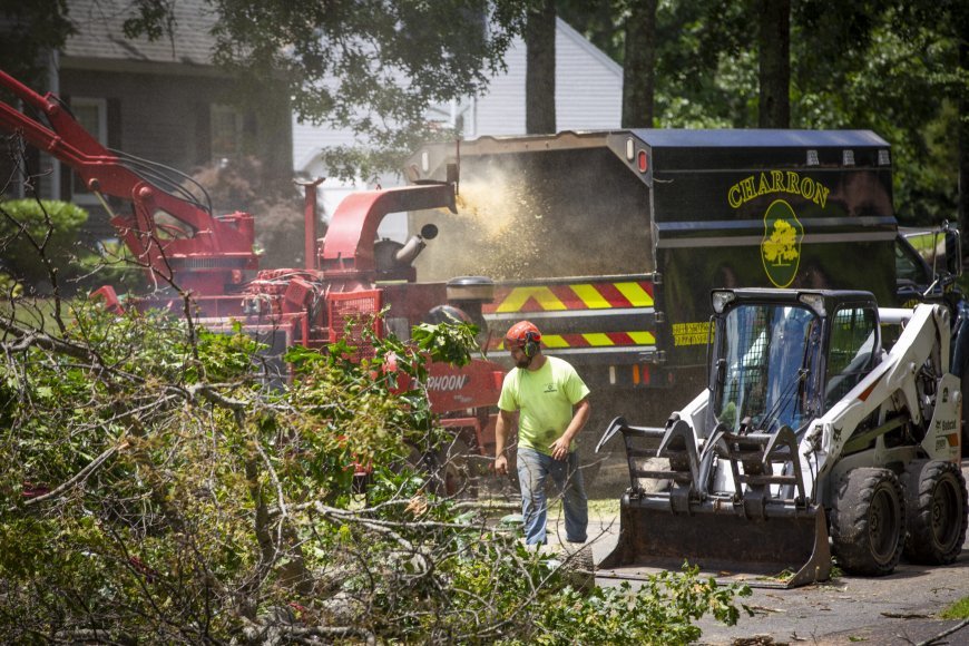 Professional Tree Removal and Debris Cleanup in Bellingham