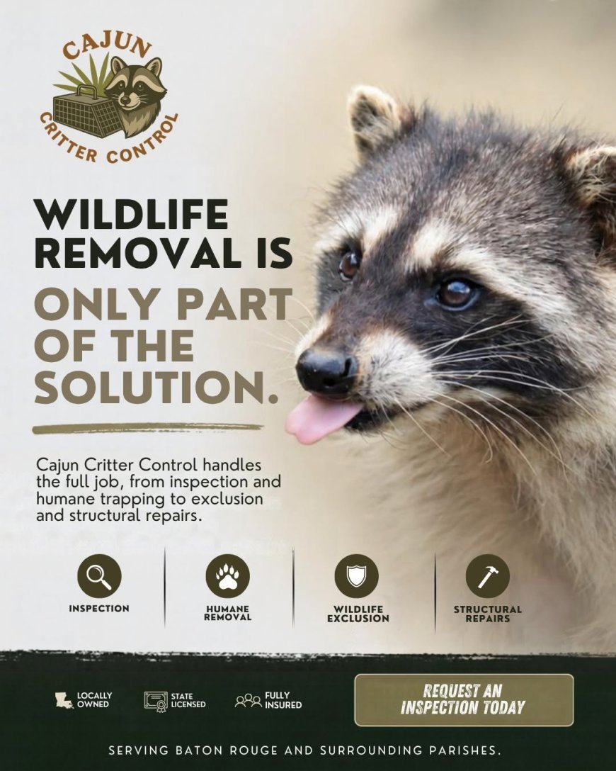 Humane Animal Removal in Baton Rouge: A Safer Home