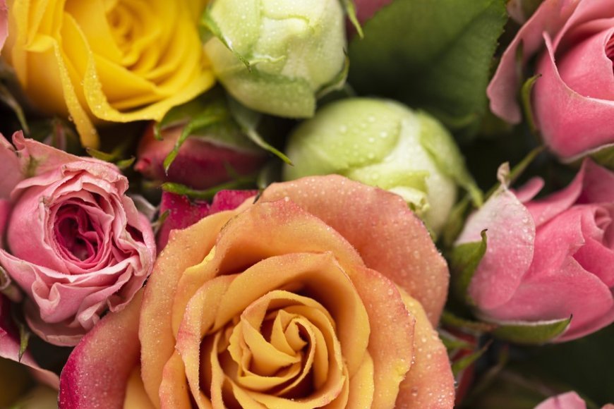 Roses Meaning & Symbolism: What These Flowers Represent