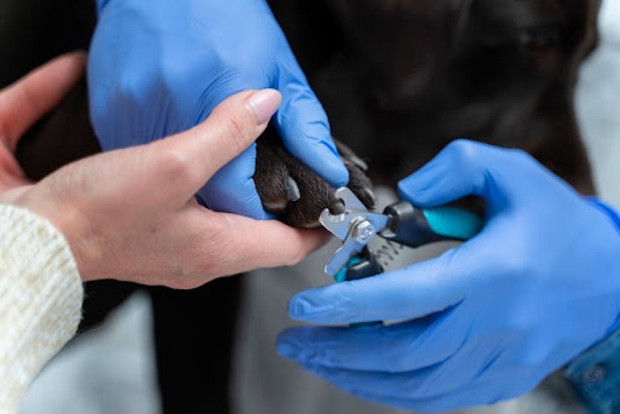 When and Why a Skin Stapler Is Used in Surgery