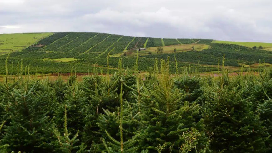 Wholesale Natural Christmas Trees in UK: Varieties, Quality and Delivery
