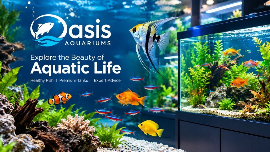 How to Choose the Right Aquariums Store for Your Aquarium Needs