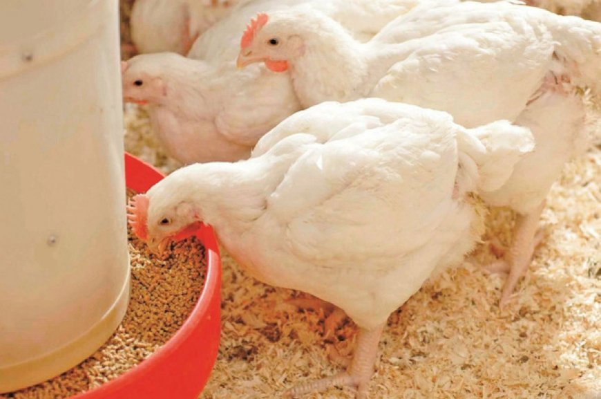 Mangeoires pour poules en Côte d’Ivoire : comment choisir le bon équipement ?